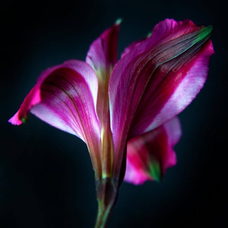 Lily Rose profile banner