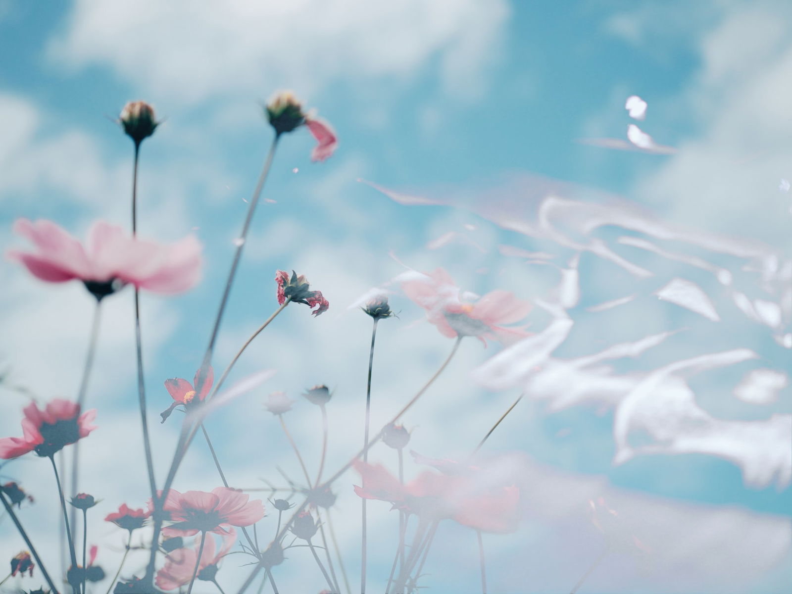 lilymariemfc banner