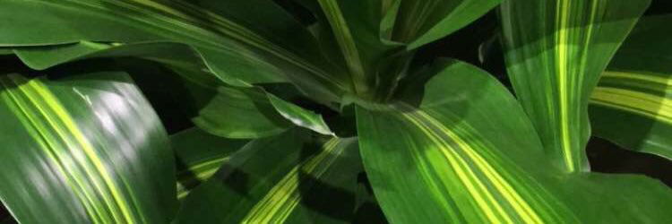 Andrea profile banner