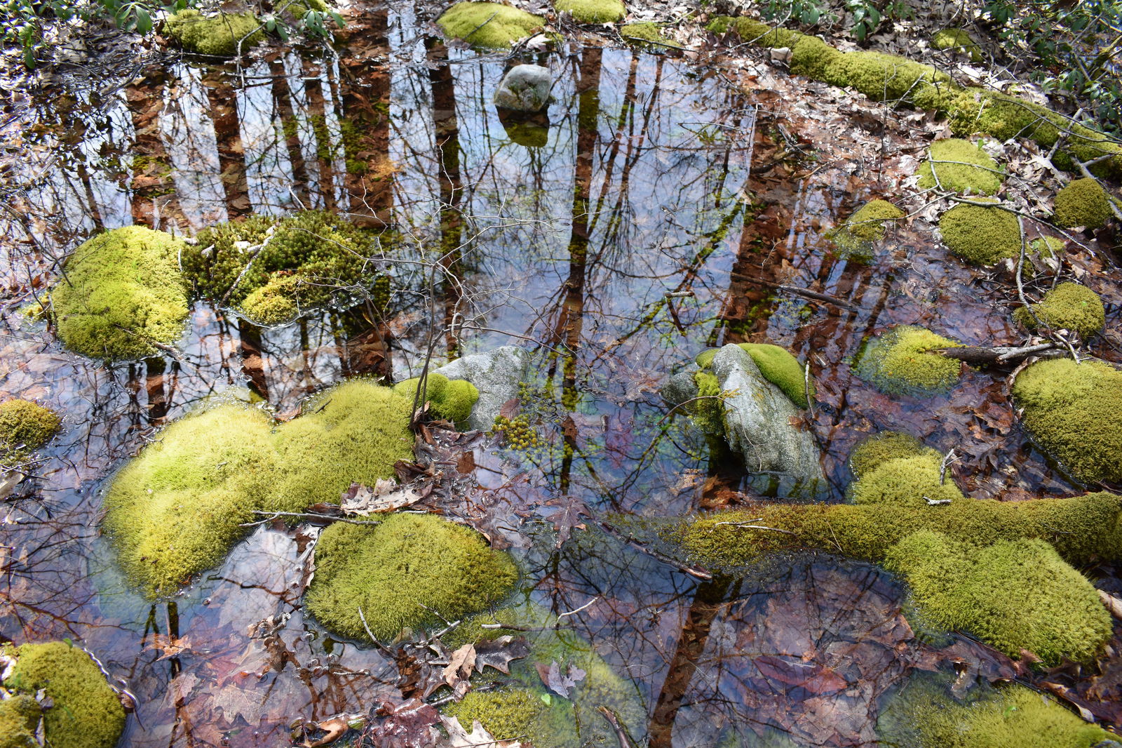 Lorna Dewdropper π profile banner