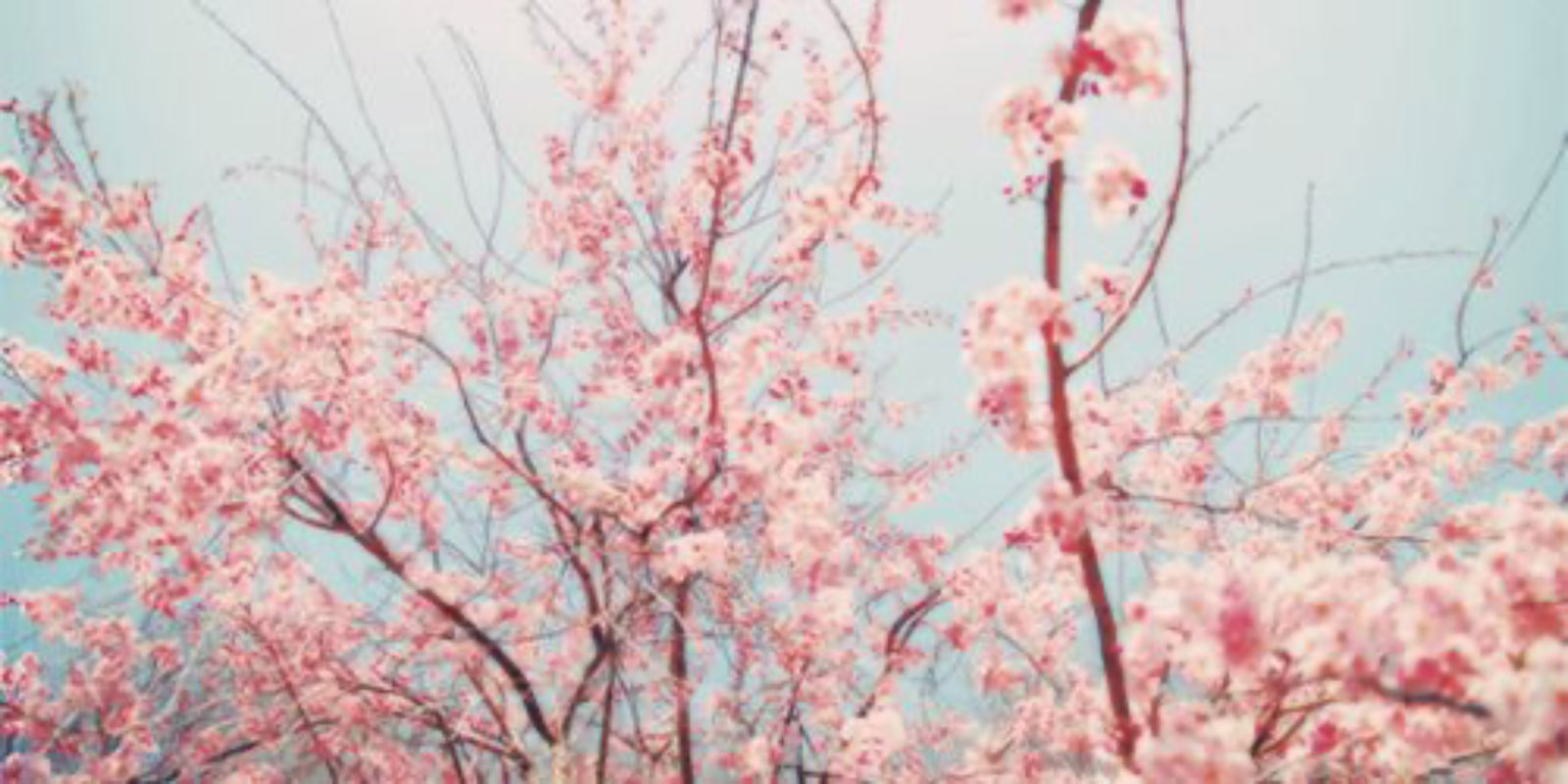 lovekoxx banner
