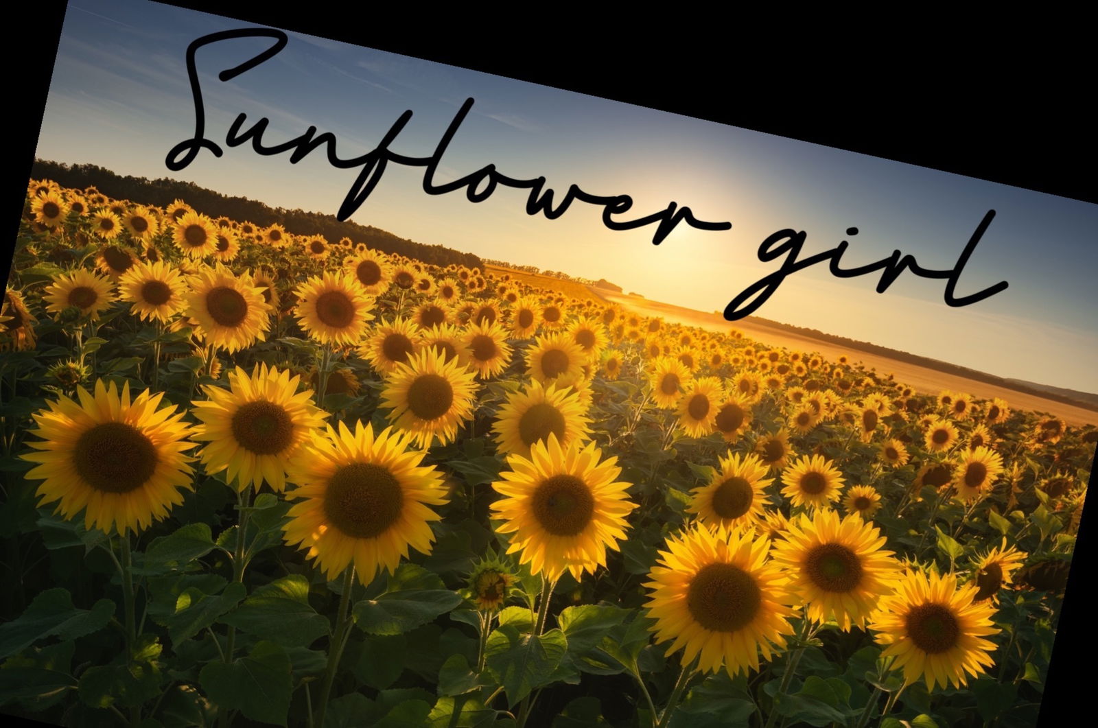 m.sunflower profile banner