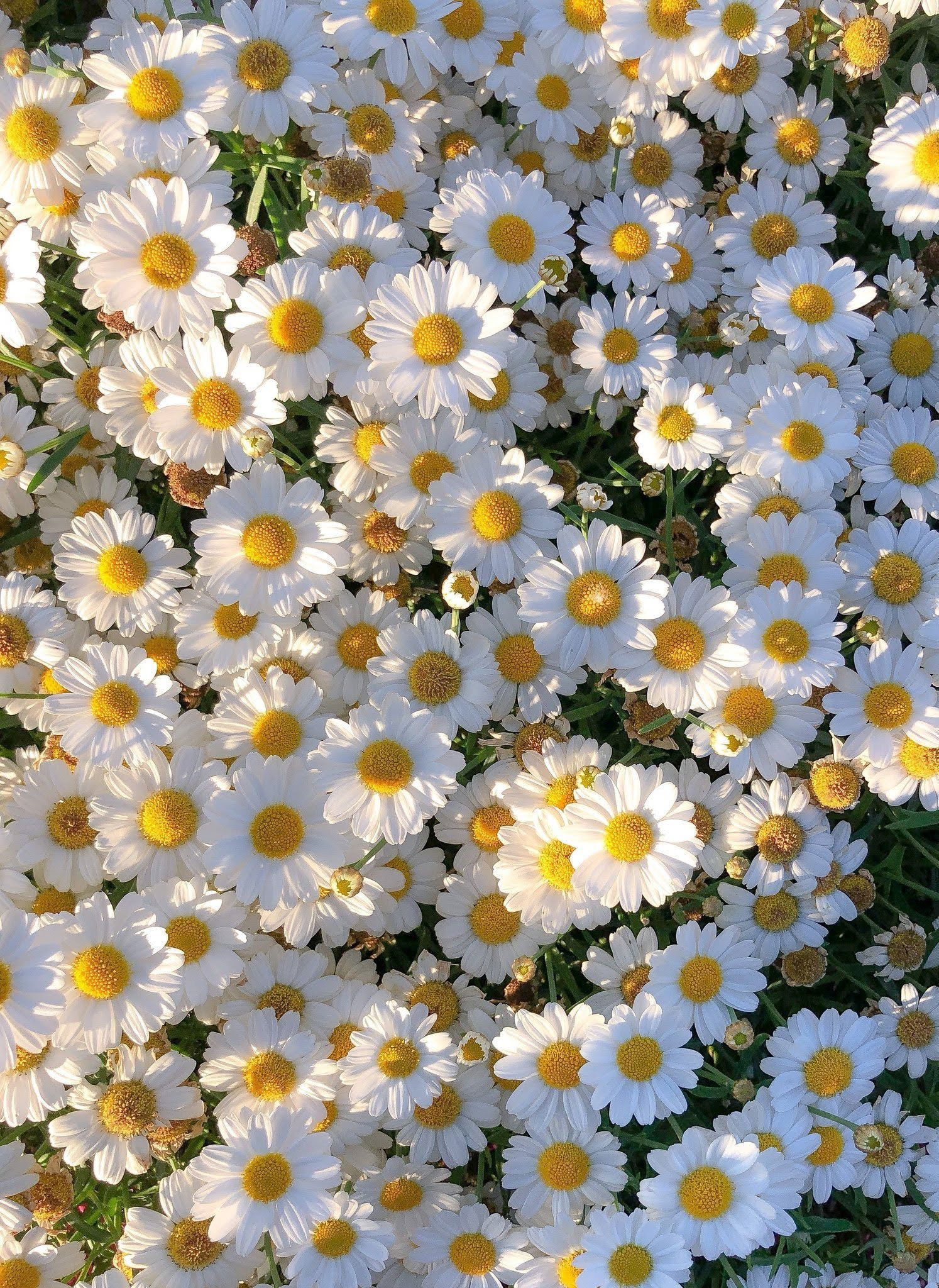 Margarita🌼 profile banner