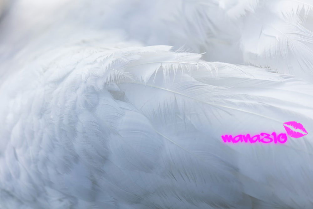 mana310 banner