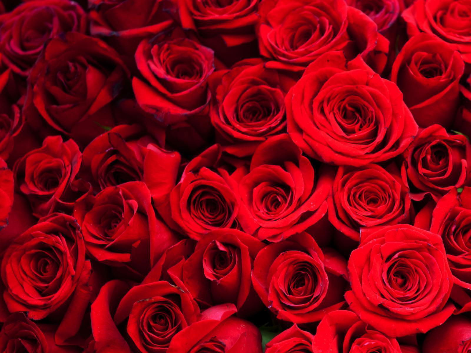 Marilyn La Rose profile banner