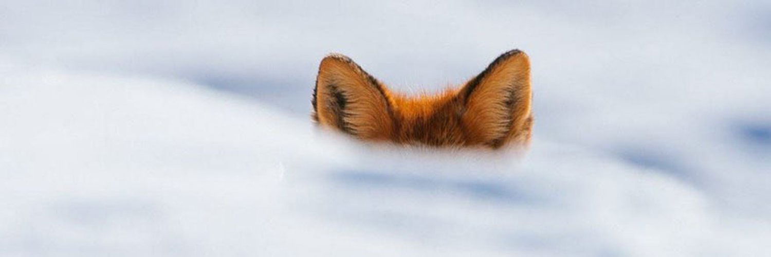Mülteci Penguen profile banner