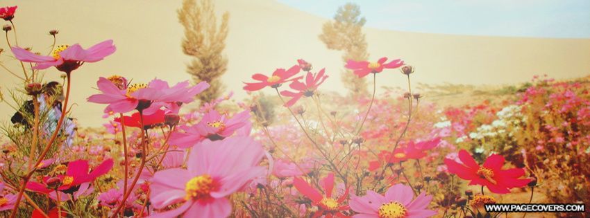 Kitty Cat profile banner
