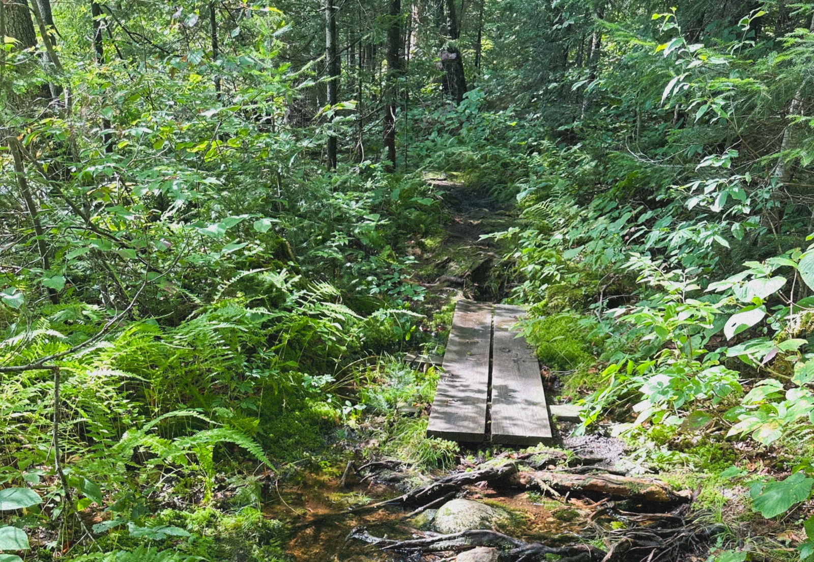 mickeyisaperv.info banner