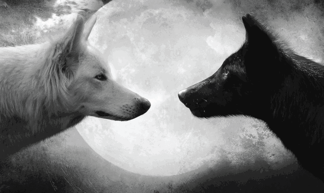YourWolfPet profile banner