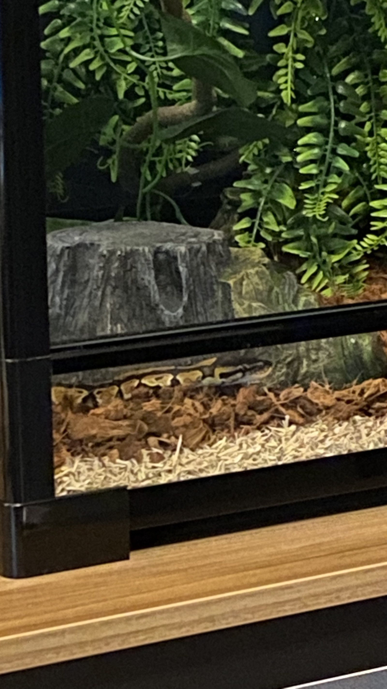 Mila the Snake profile banner