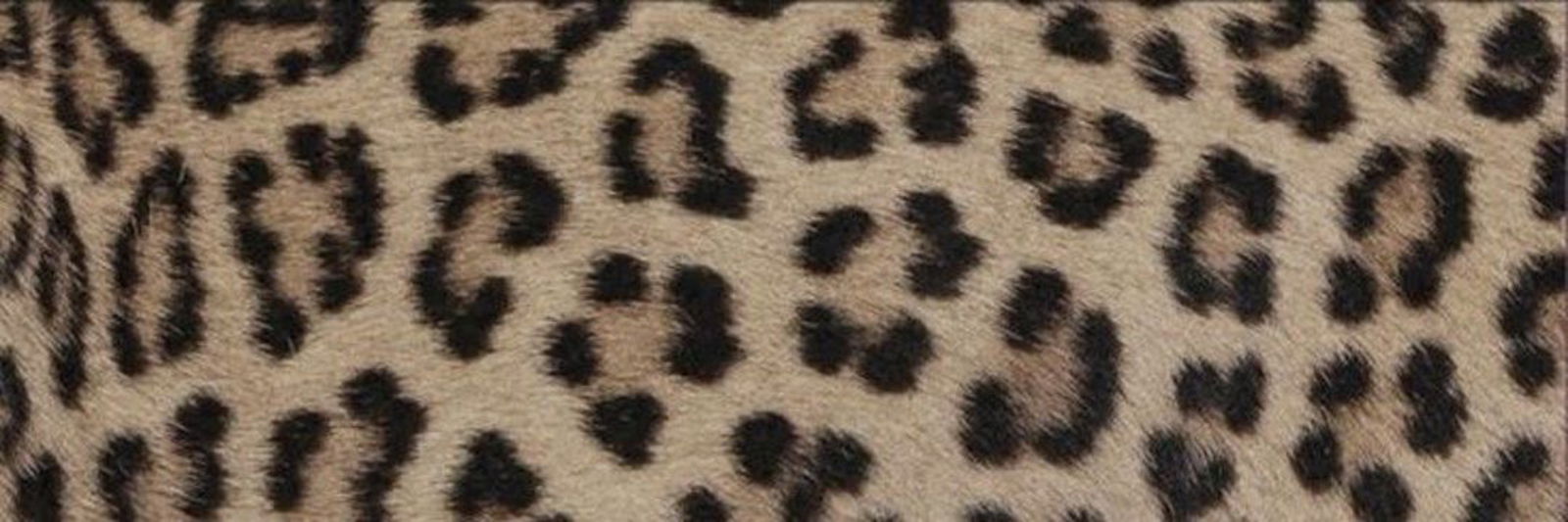 missjaylen banner