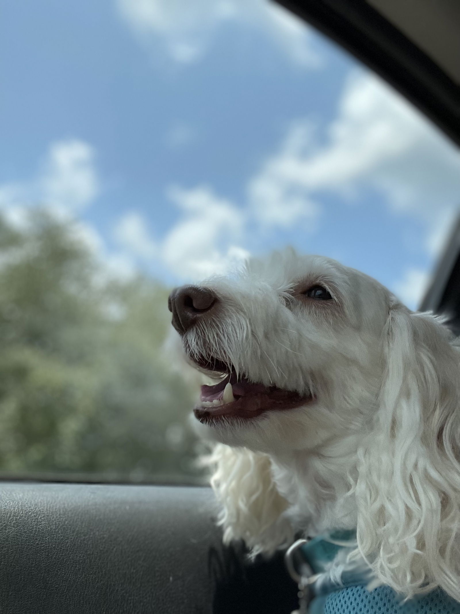 Marley profile banner