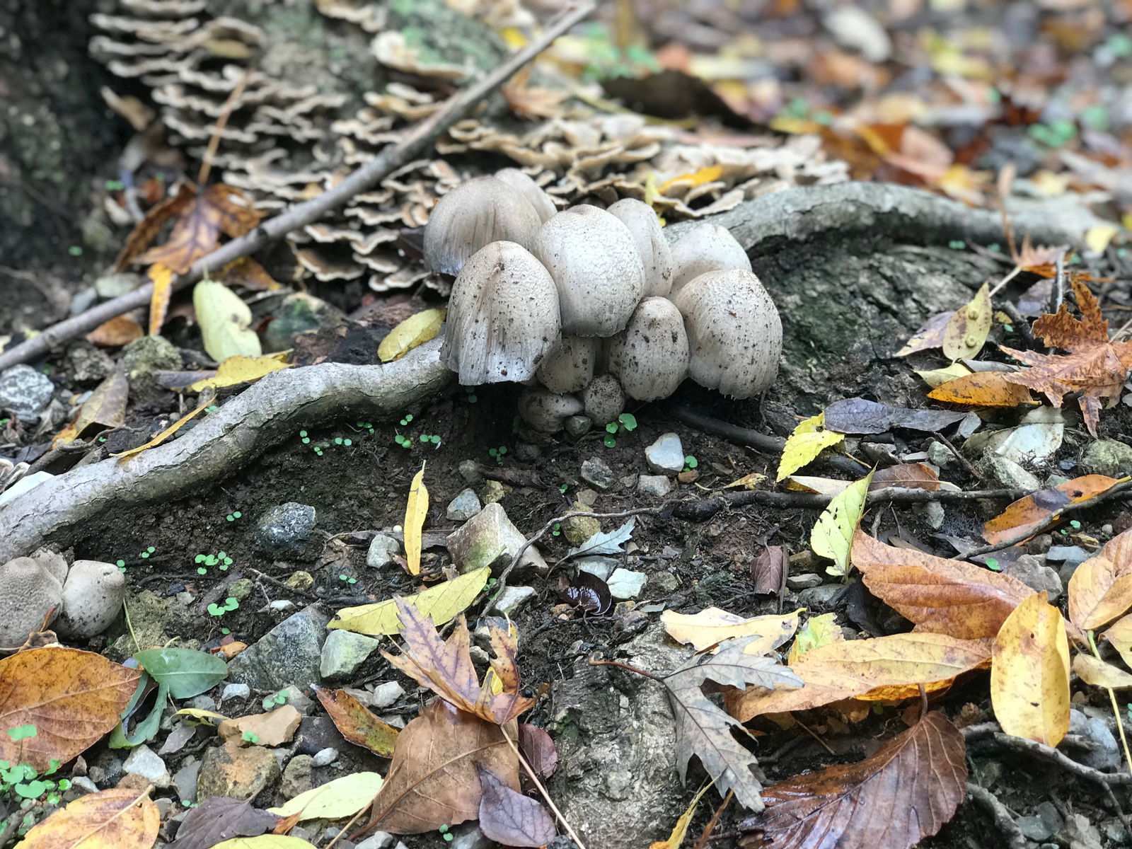 Modest Mushroom profile banner