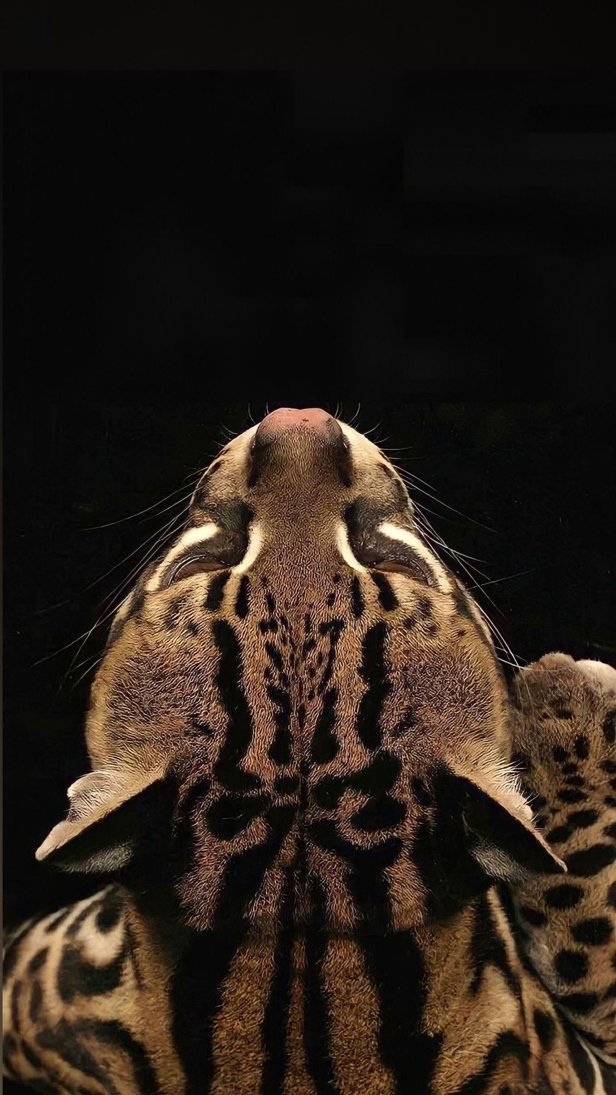 Moli profile banner