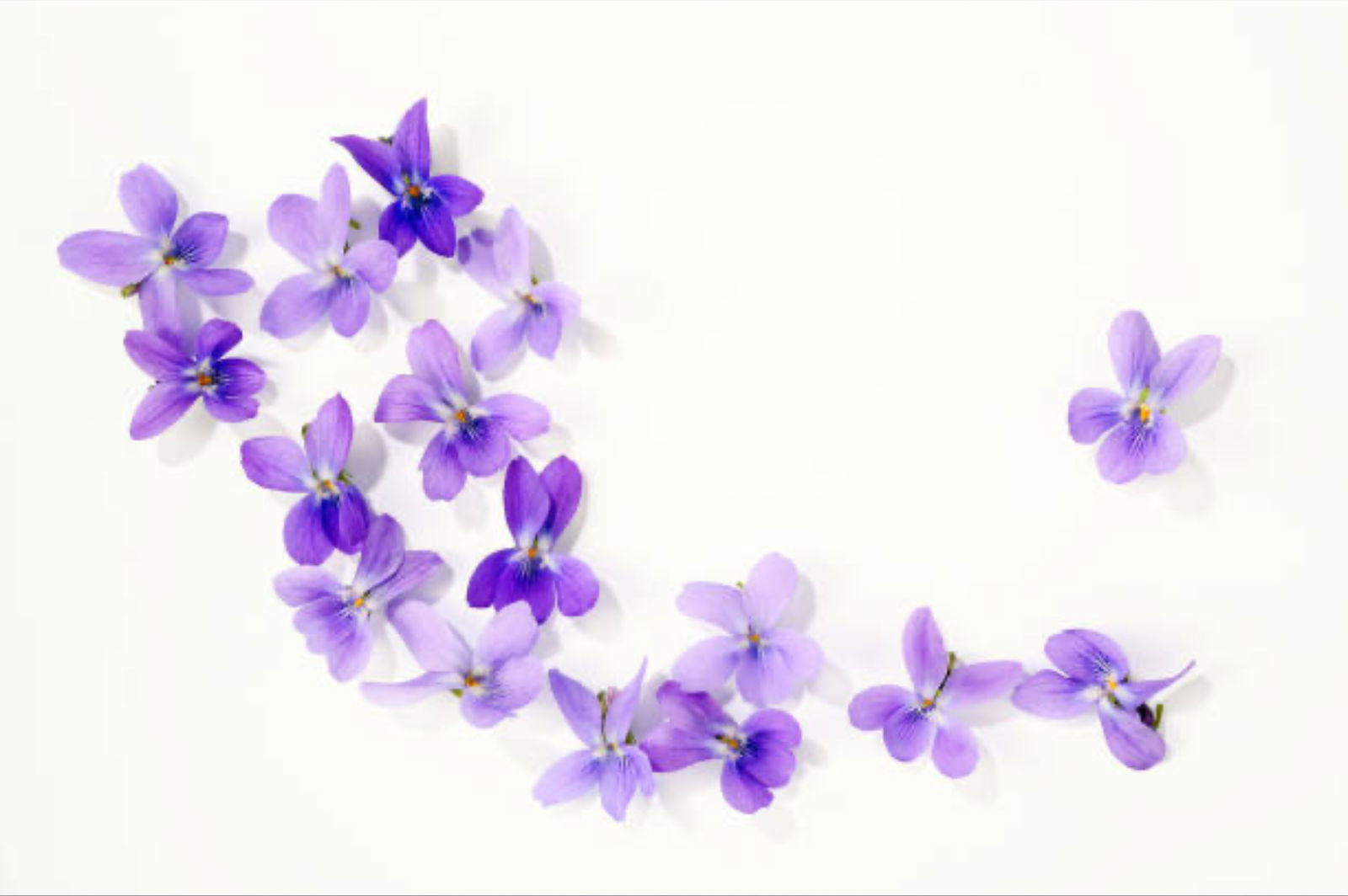 Violett π profile banner