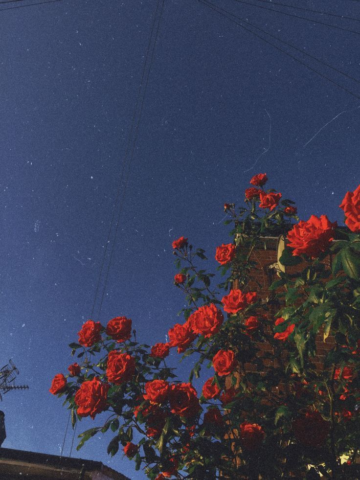 muñequita profile banner