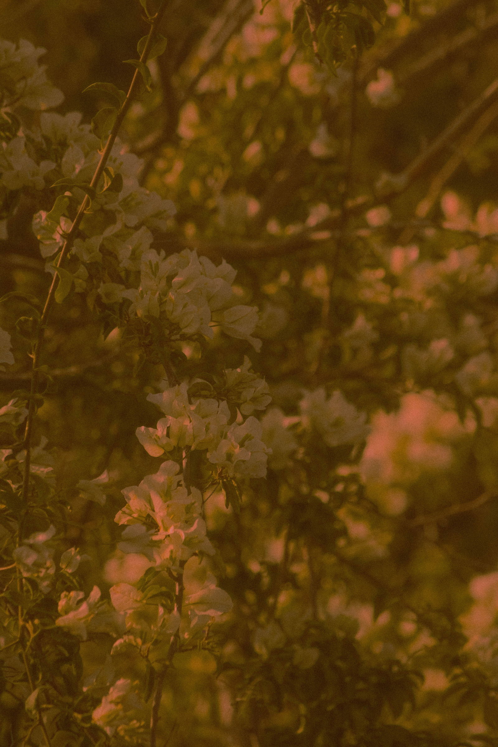 Mr. Errotic profile banner