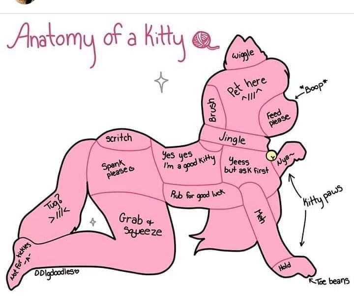 MrsKitty_milf profile banner