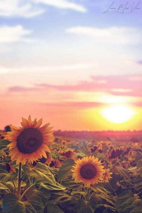 Sunflower profile banner