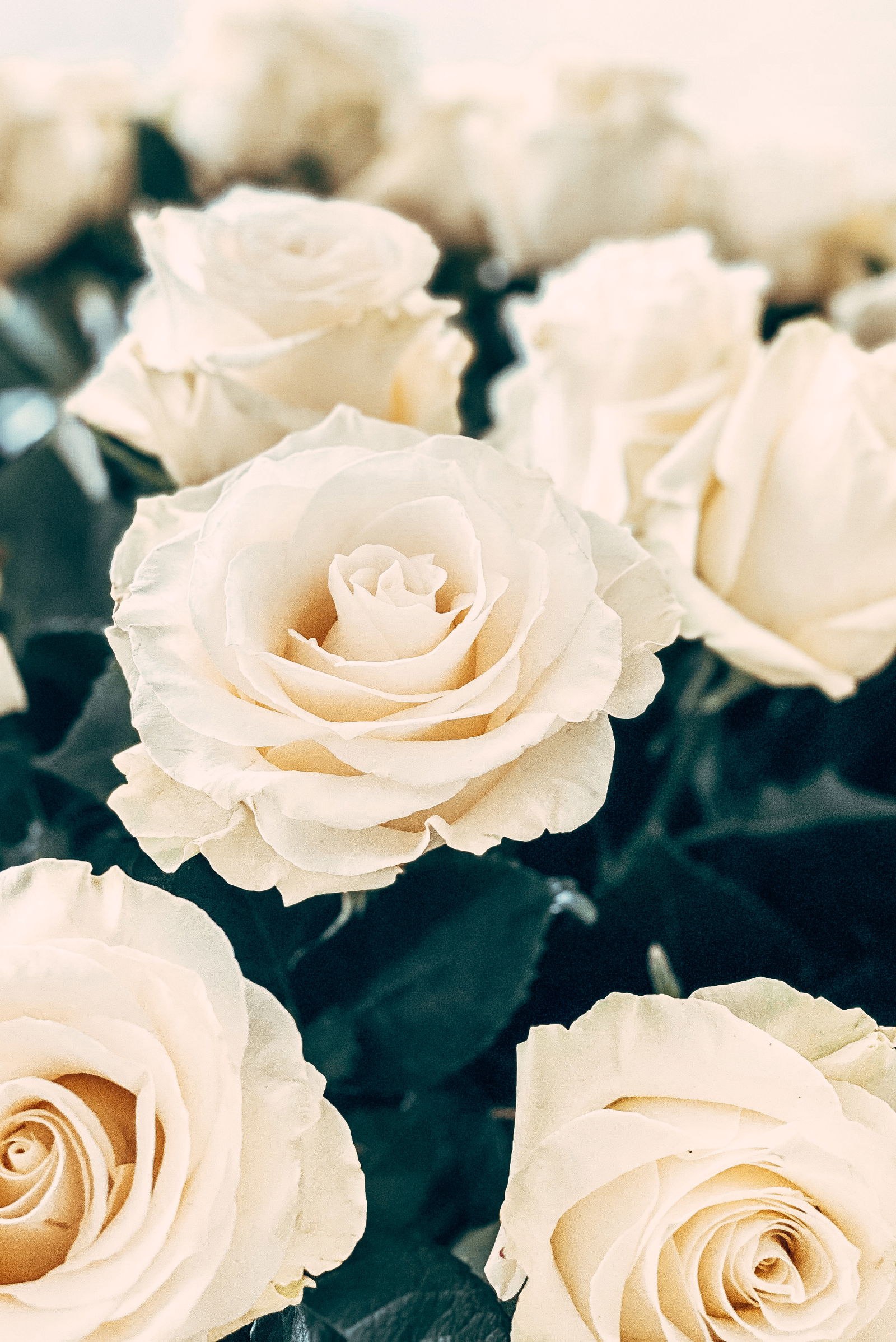 Anastasija profile banner