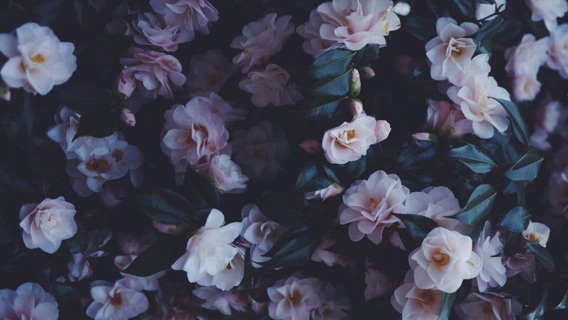 NinaLifeOf profile banner