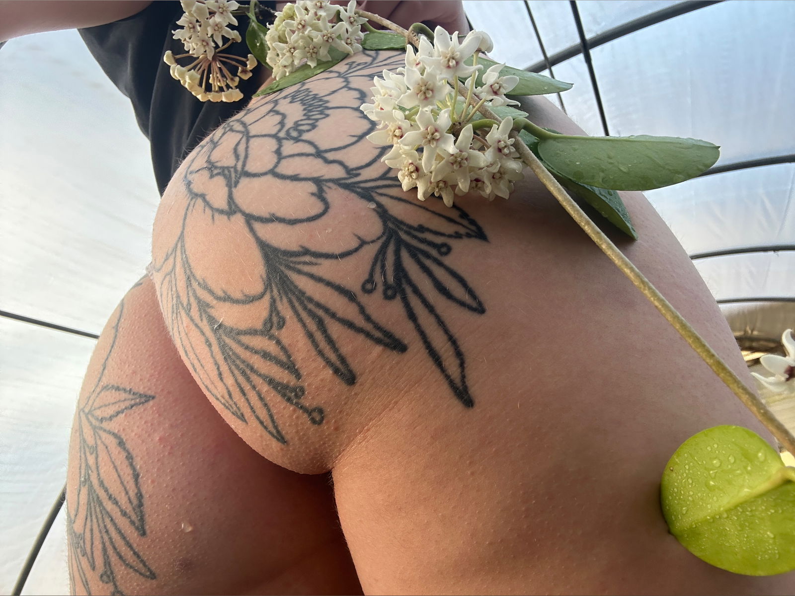 Miss Dahlia profile banner