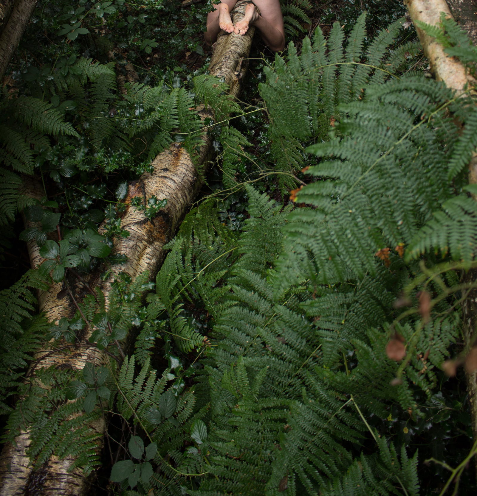 Oliraptor profile banner
