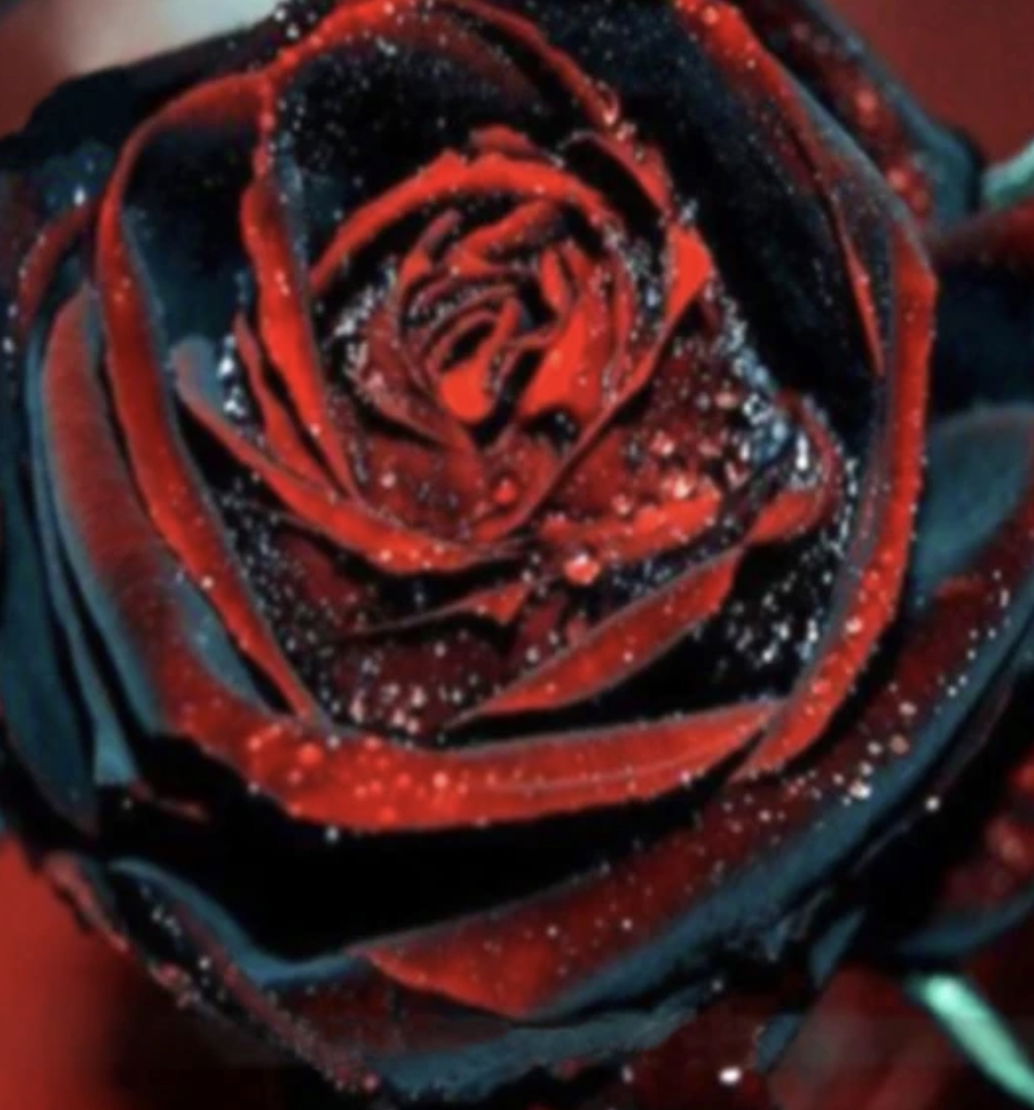 Onxy_Rose profile banner