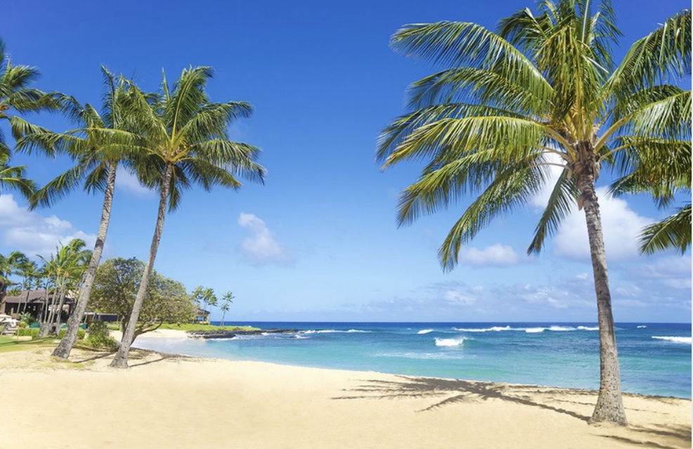 Paradise profile banner