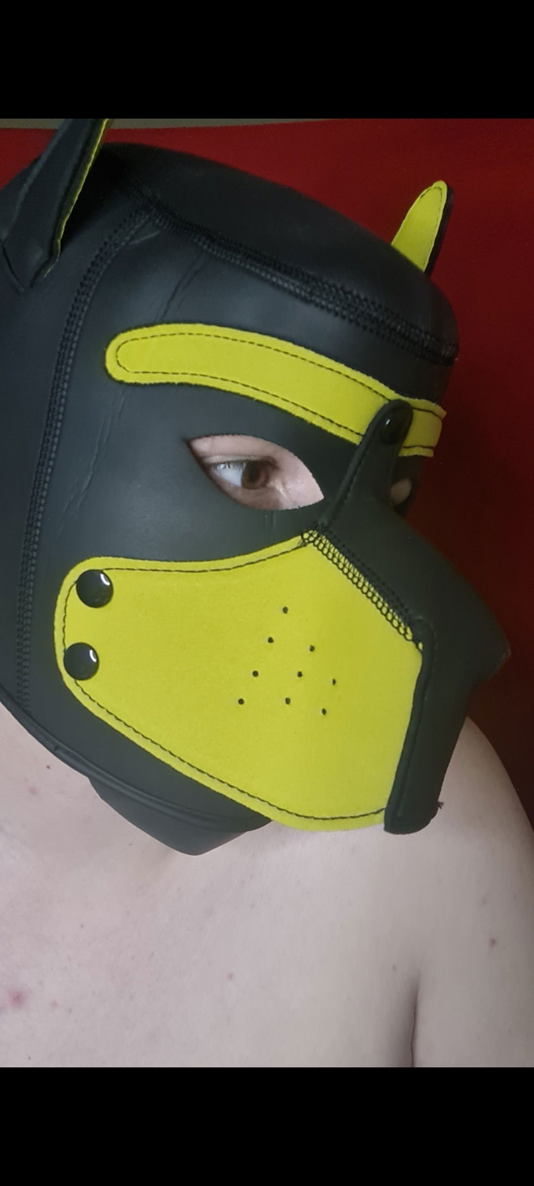 ParkerThePup profile banner