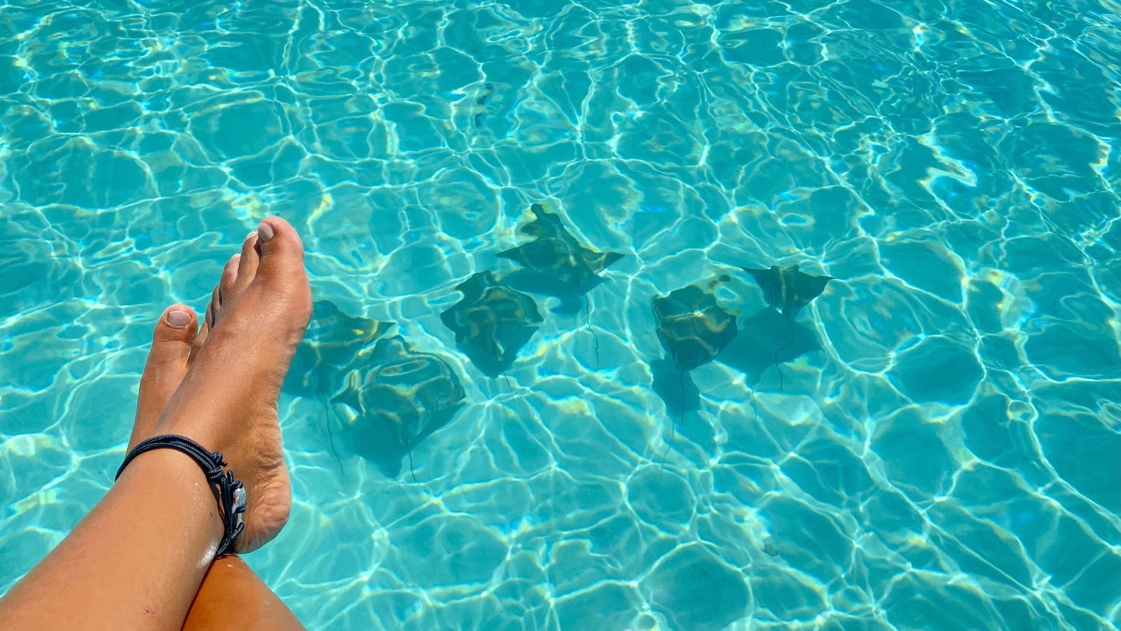 Patas saladas profile banner