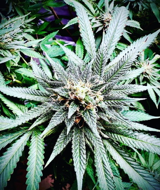 Pennypaxapunch20 profile banner