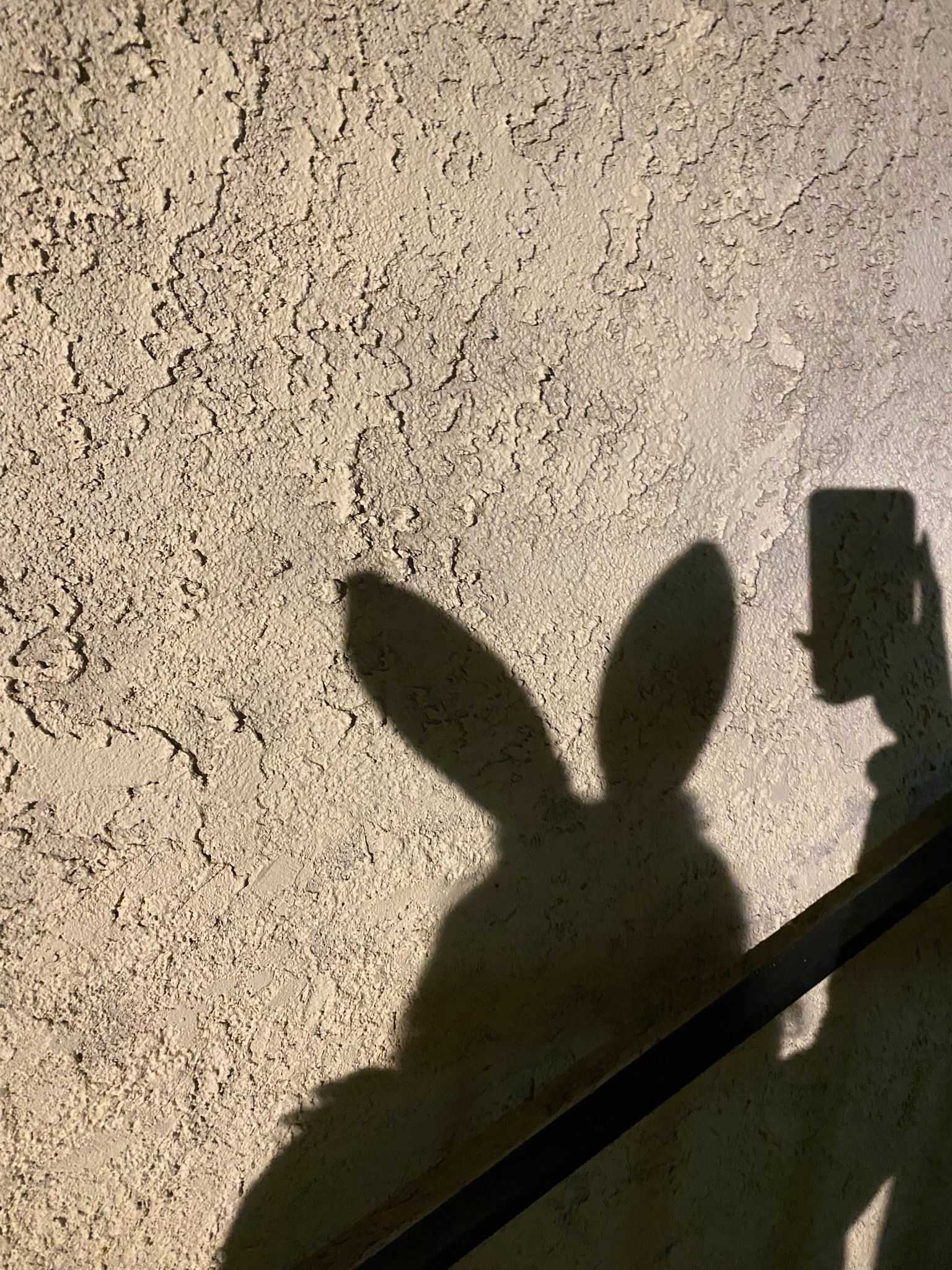 petite bunny profile banner