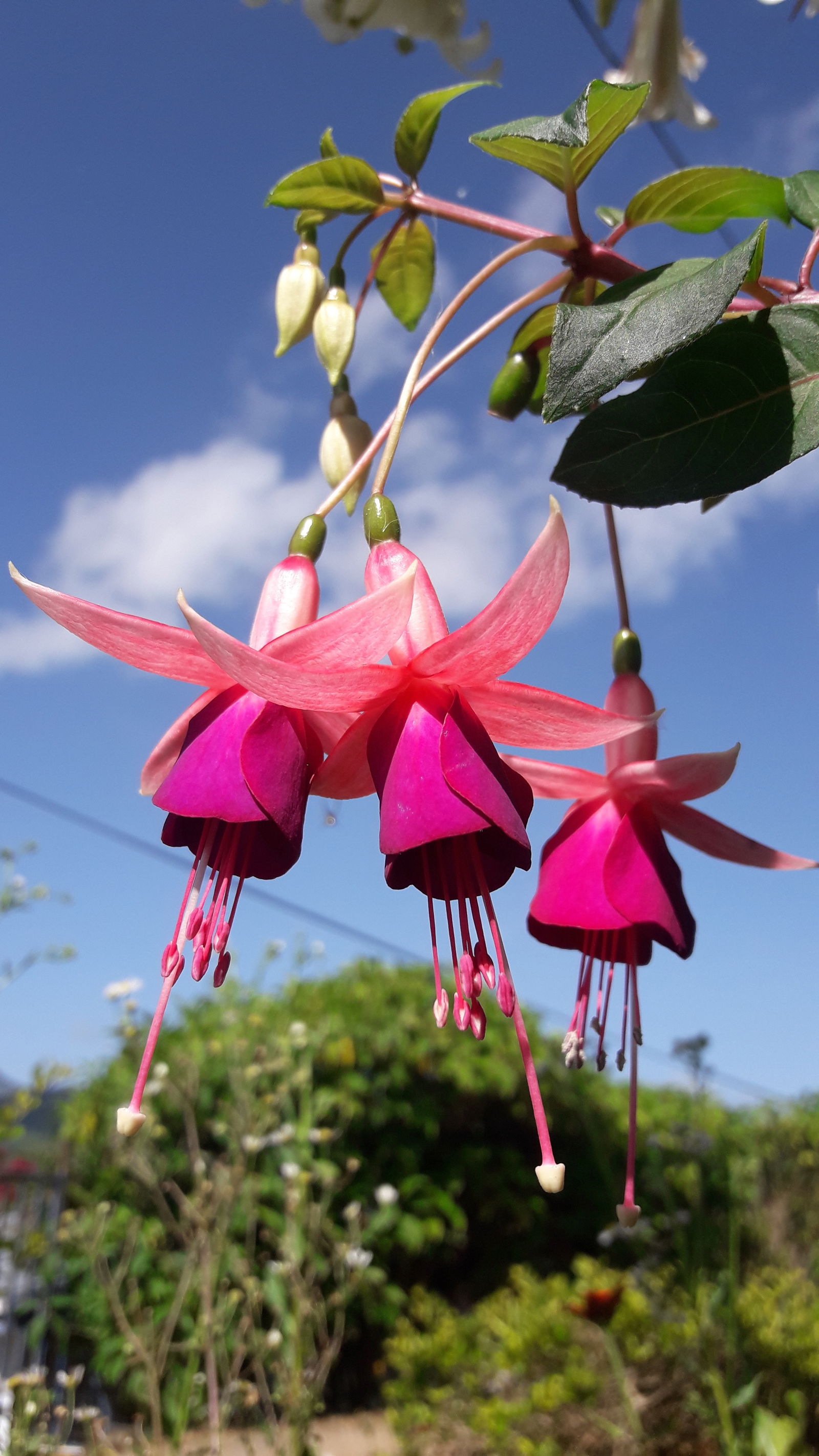 Piel Canela profile banner