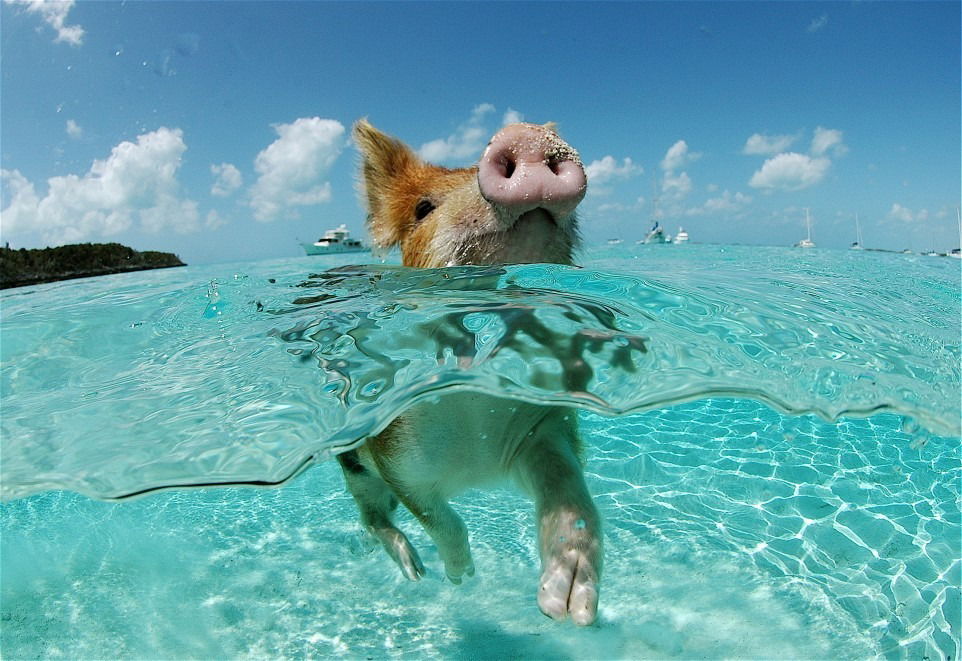 Piggies Paradise profile banner