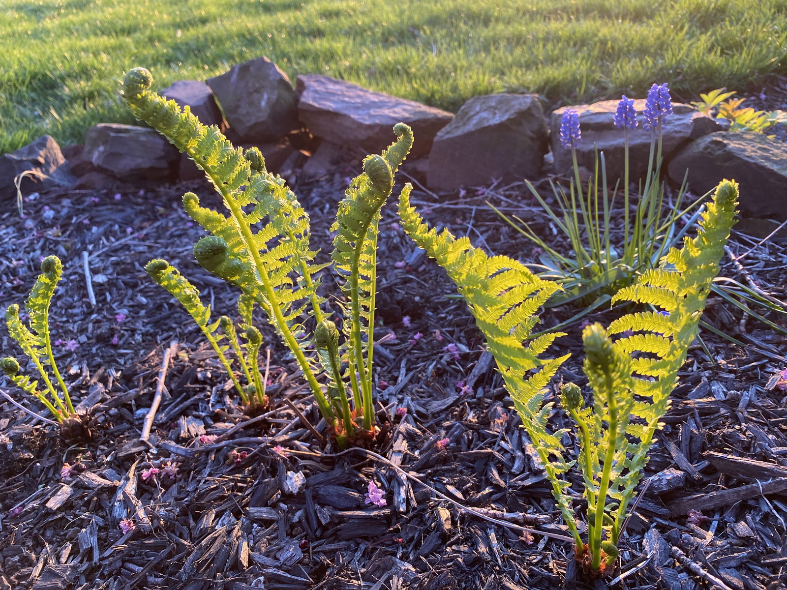 Plant Daddy profile banner