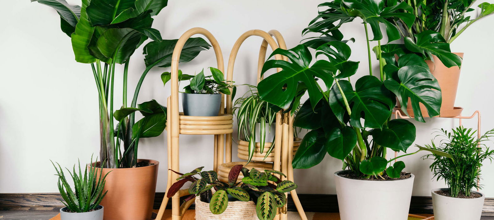 Ivy profile banner