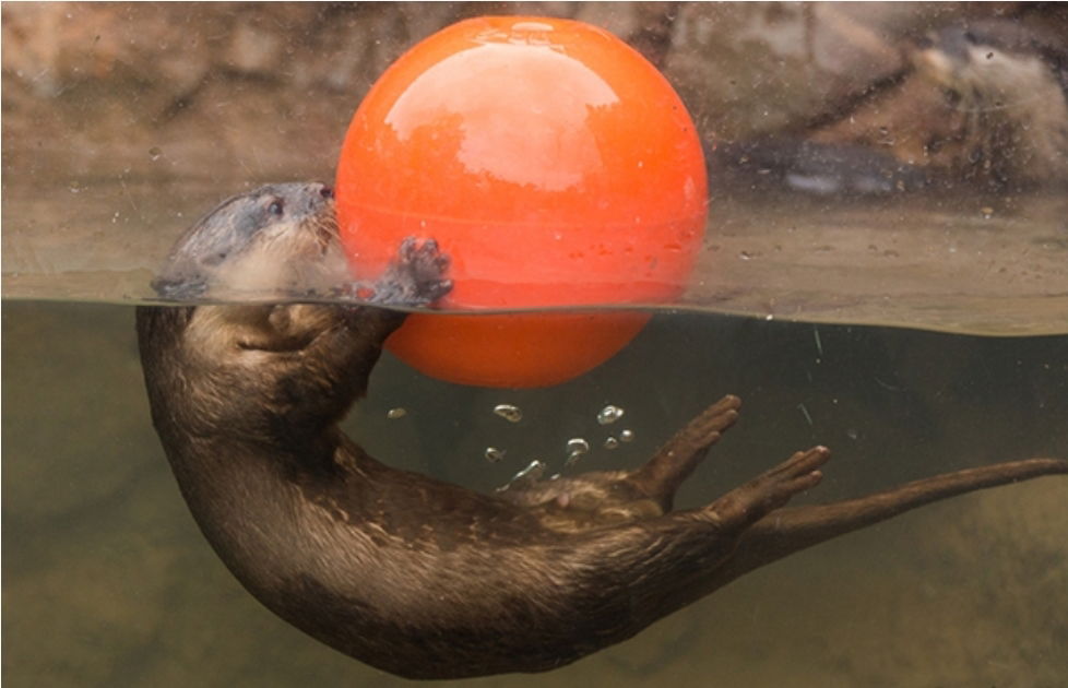 The Playful Otter profile banner