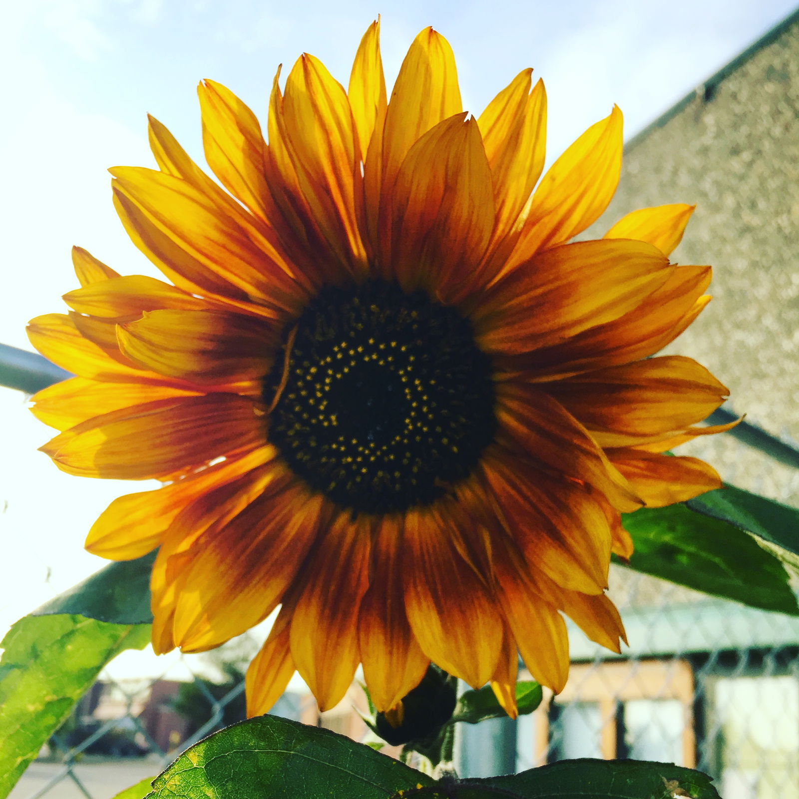 Poshy profile banner