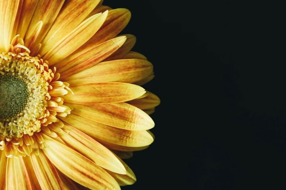 PrimeSunflower profile banner