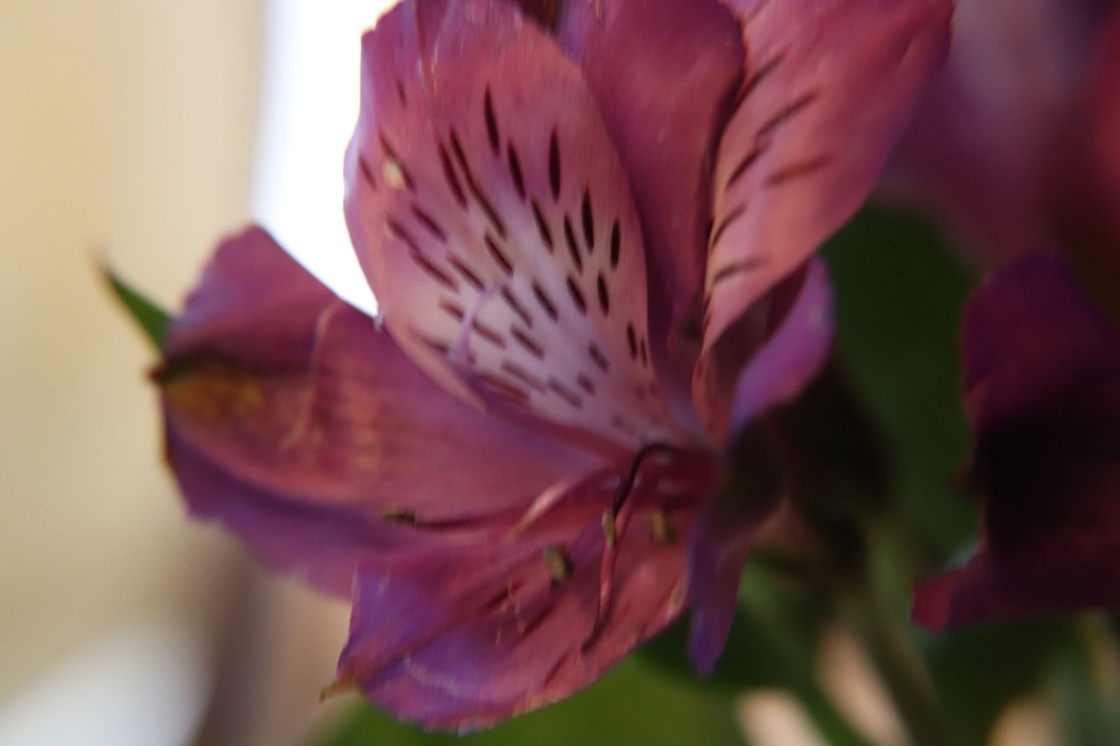 Blossom profile banner