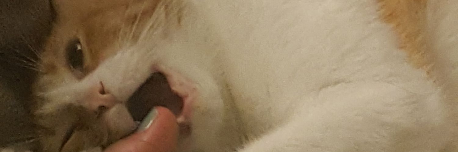 Professor Tokes profile banner
