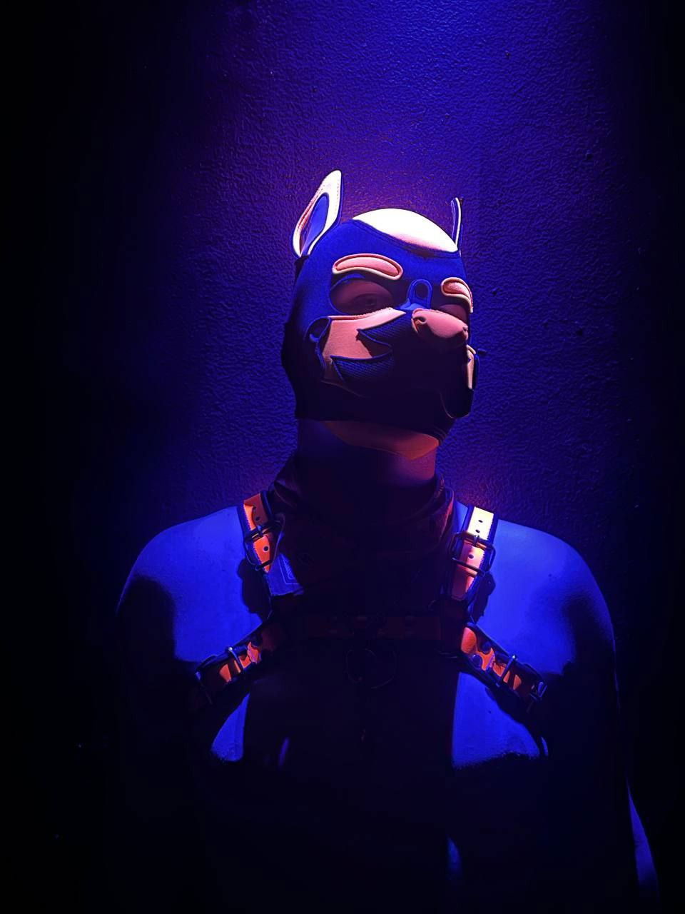 Quentin the pup profile banner