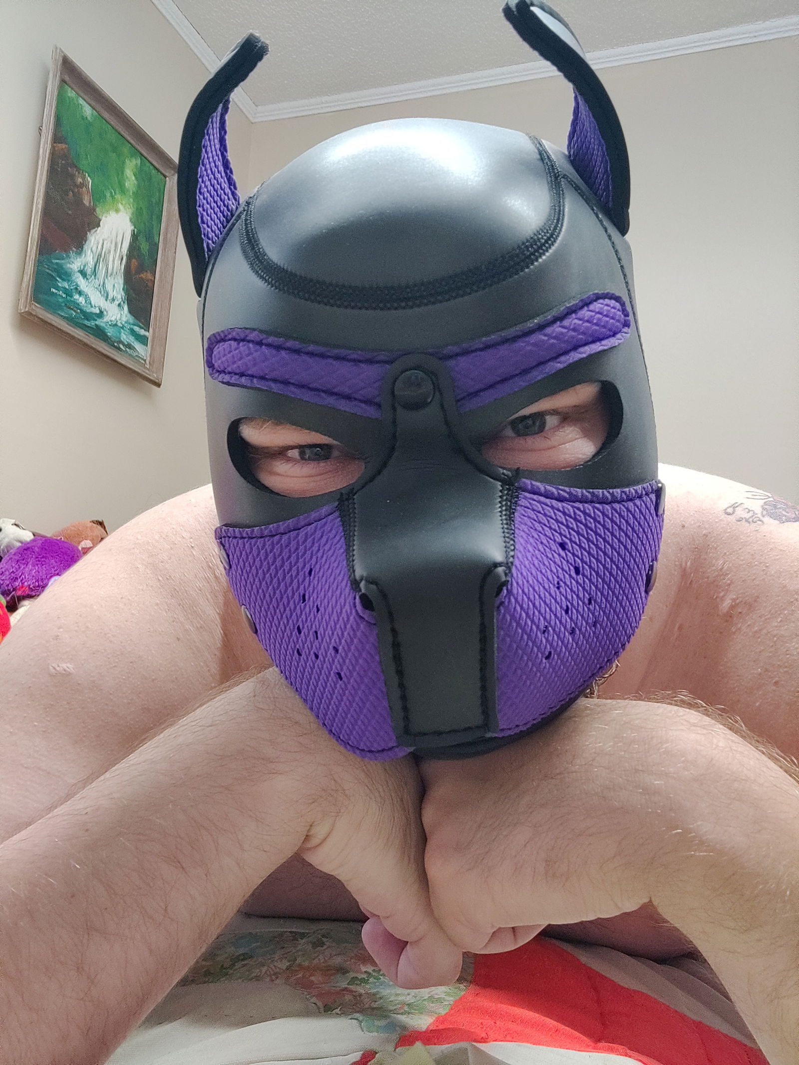 Pup Lace profile banner