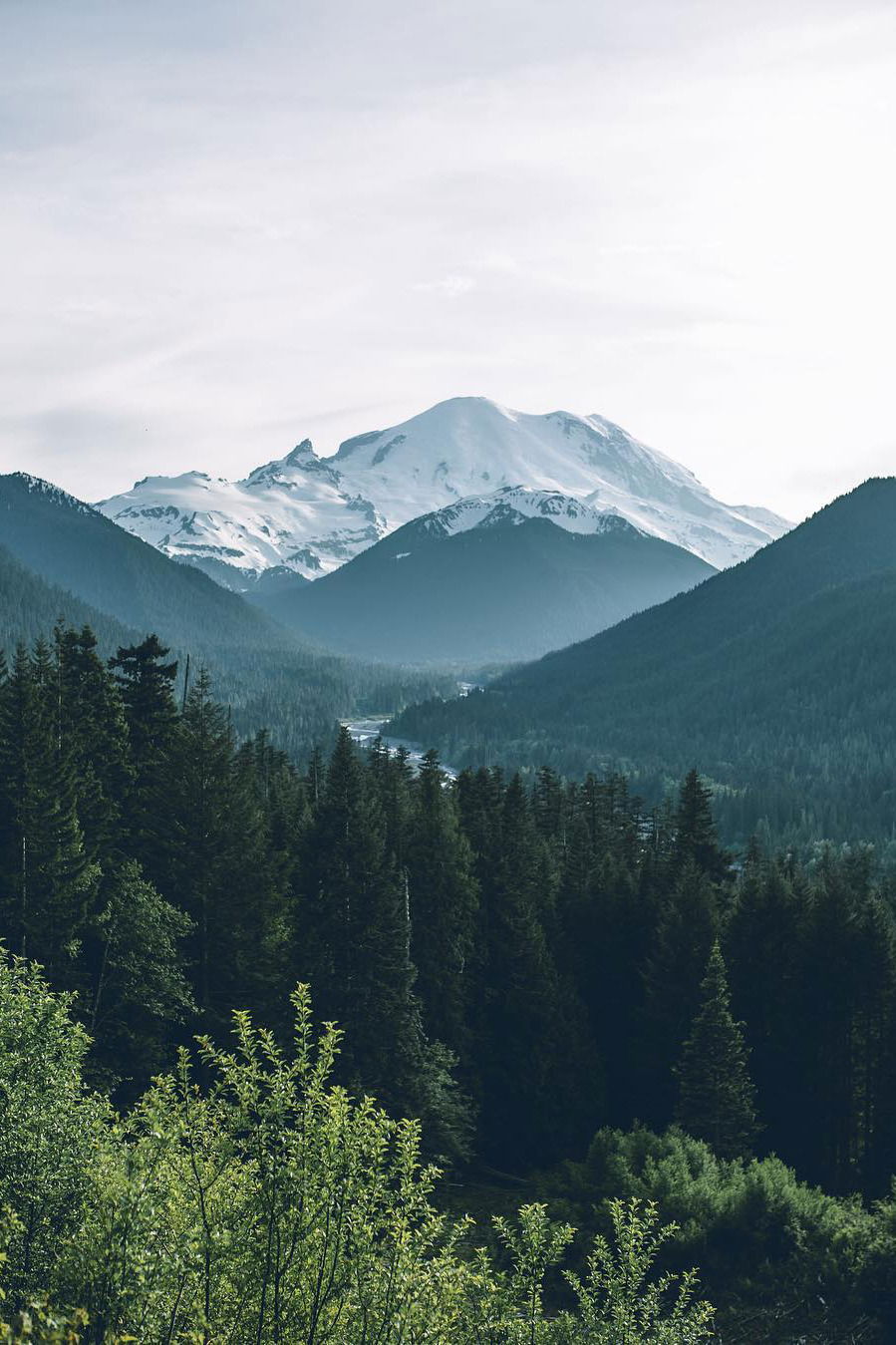 Lavender profile banner