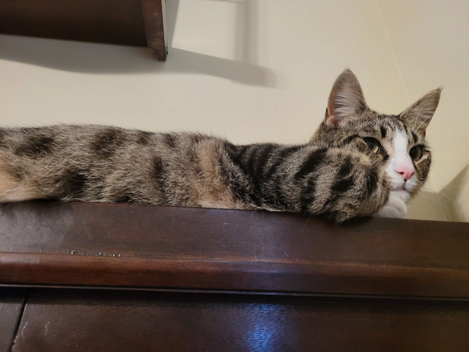 Purrfect Pussies profile banner