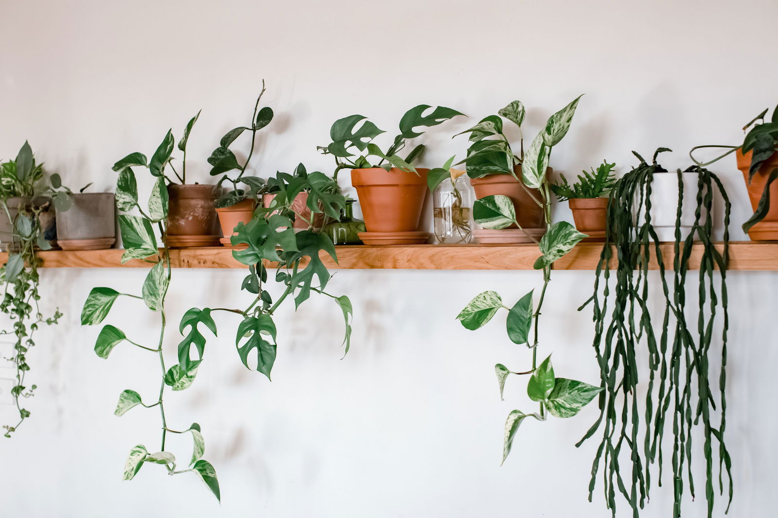 _plantdaddy profile banner