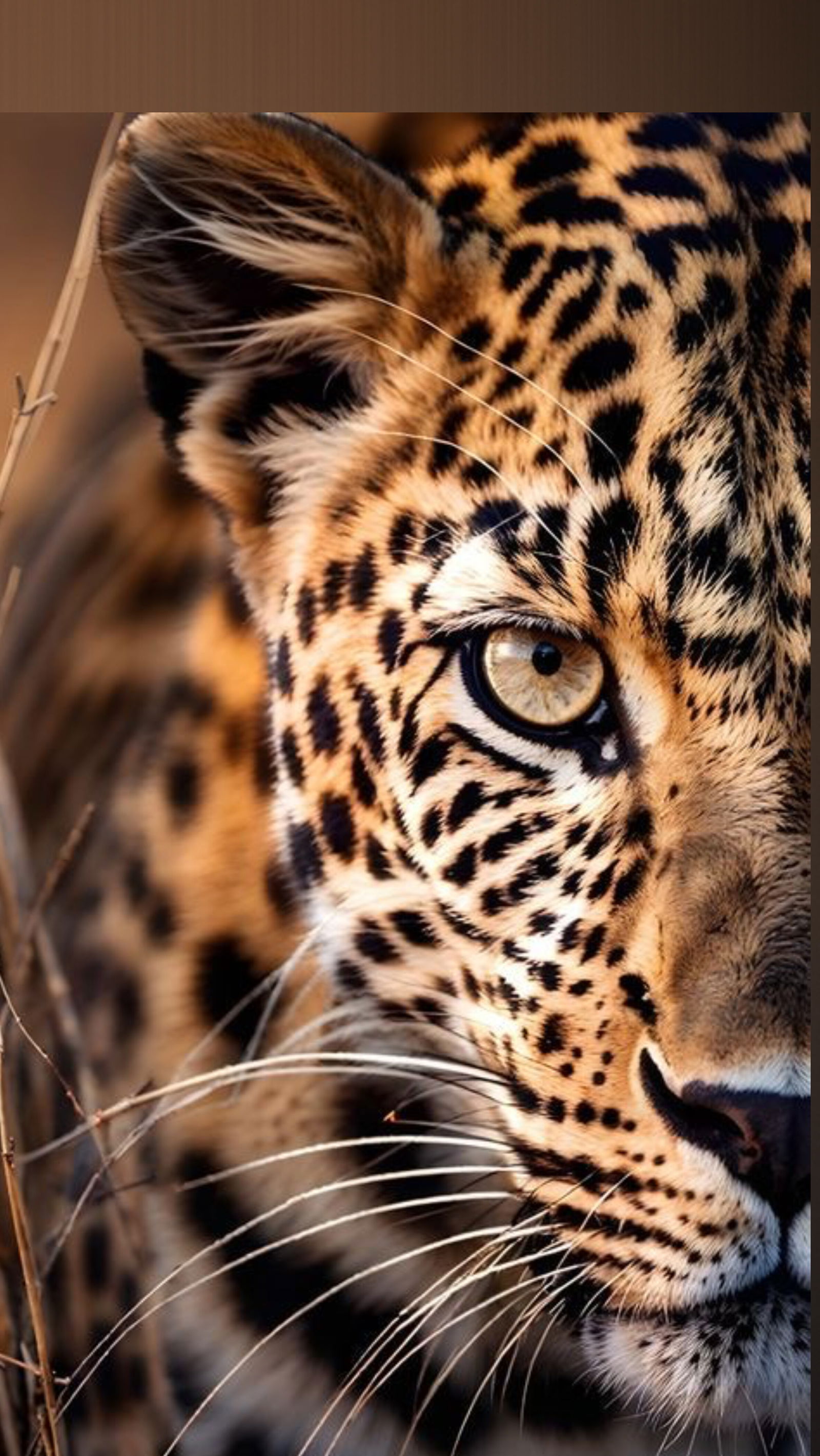 Rafaella profile banner