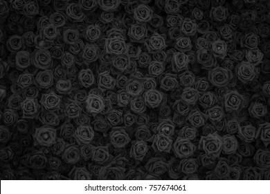 Raine profile banner