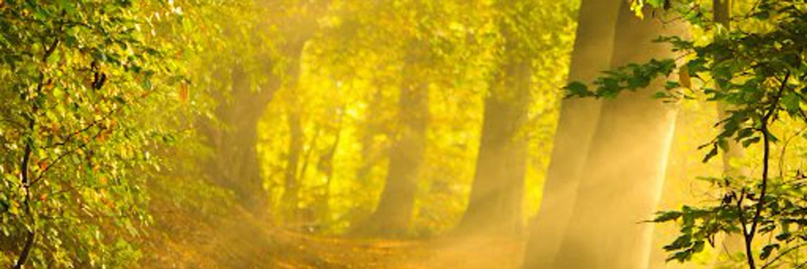 rampantunicorn banner